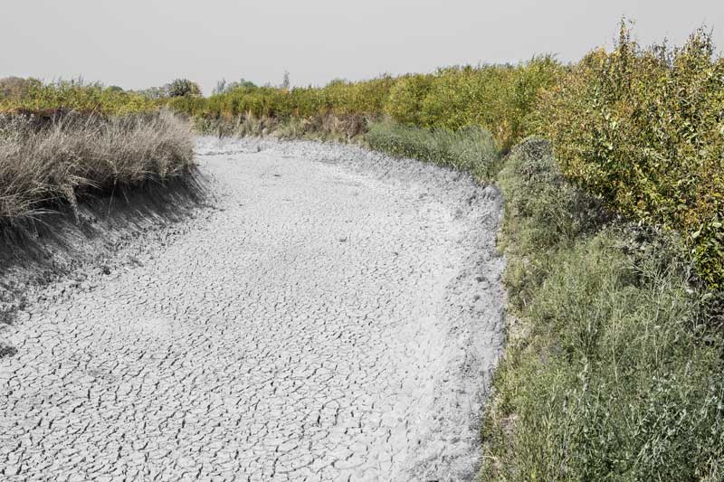 Embankment of dry Karath Pyne being used for growing pigeon pea (arhar) crop in Kaimur district, Bihar